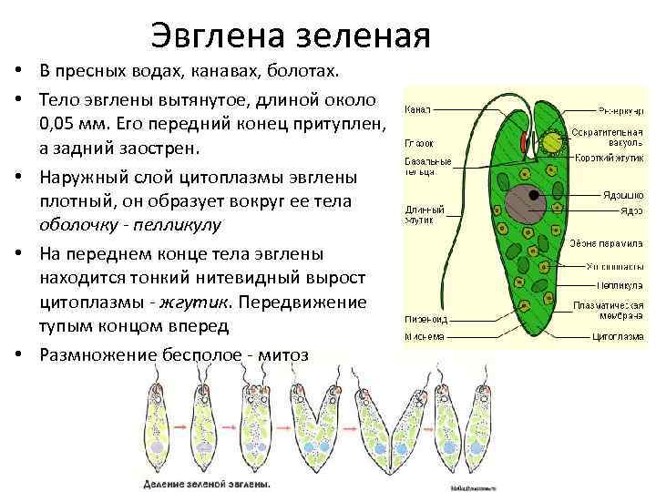 Эвглена зеленая • В пресных водах, канавах, болотах. • Тело эвглены вытянутое, длиной около