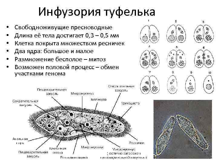 Инфузория туфелька • • • Свободноживущие пресноводные Длина её тела достигает 0, 3 –