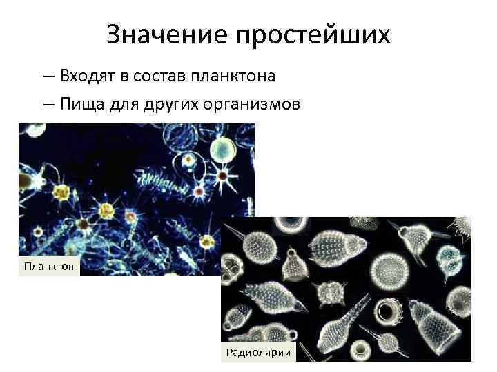 Значение простейших – Входят в состав планктона – Пища для других организмов Планктон Радиолярии