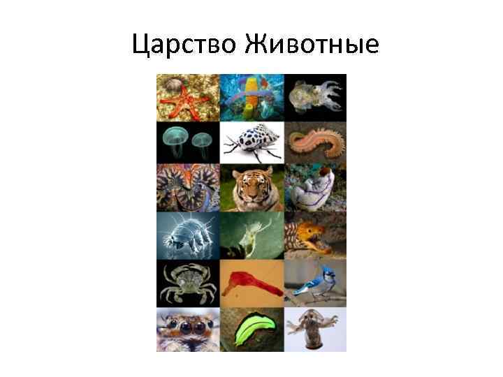 Царство Животные 