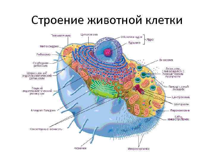 Строение животной клетки 