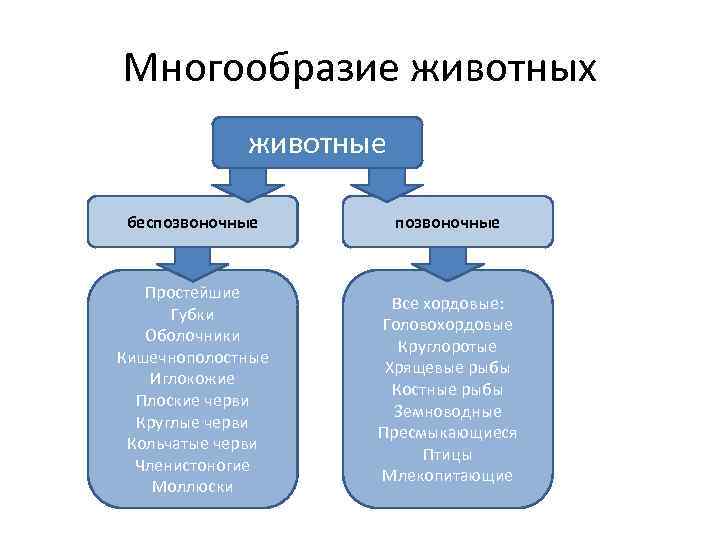 Многообразие животных животные беспозвоночные Простейшие Губки Оболочники Кишечнополостные Иглокожие Плоские черви Круглые черви Кольчатые