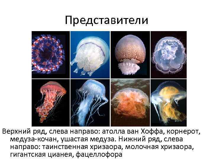 Представители Верхний ряд, слева направо: атолла ван Хоффа, корнерот, медуза-кочан, ушастая медуза. Нижний ряд,
