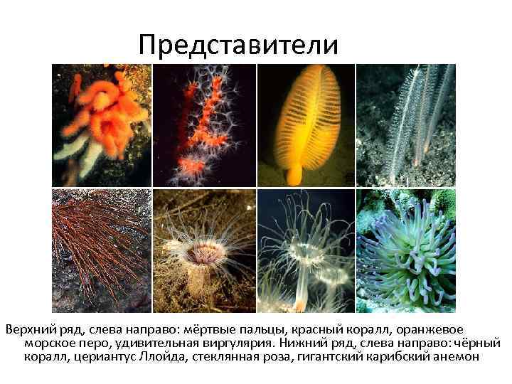 Представители Верхний ряд, слева направо: мёртвые пальцы, красный коралл, оранжевое морское перо, удивительная виргулярия.