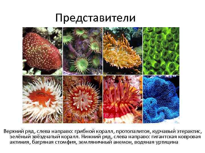 Представители Верхний ряд, слева направо: грибной коралл, протопалитоя, курчавый этерактис, зелёный звёздчатый коралл. Нижний