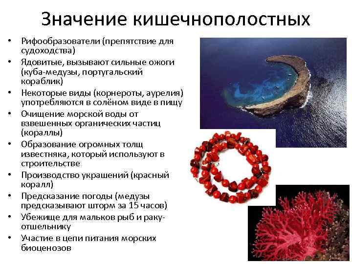 Кишечнополостные подготовка к егэ по биологии презентация