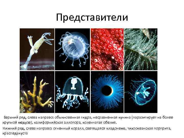 Представители Верхний ряд, слева направо: обыкновенная гидра, несравненная кунина (паразитирует на более крупной медузе),