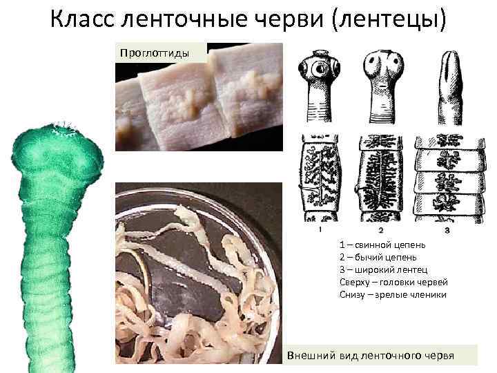 Класс ленточные черви (лентецы) Проглоттиды 1 – свинной цепень 2 – бычий цепень 3