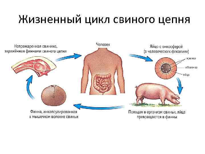 Жизненный цикл свиного цепня 