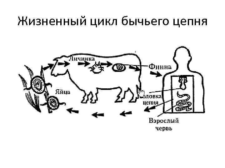 Какой тип питания характерен для бычьего цепня изображенного на рисунке обоснуйте свой ответ