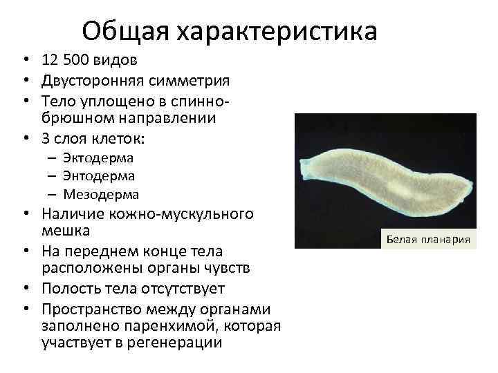 Плоские черви наличие полости. Общая характеристика червей Тип плоские черви 7. Общая характеристика червей Тип плоские. Характеристика классов плоских червей. Общие признаки типа плоские черви 7 класс.