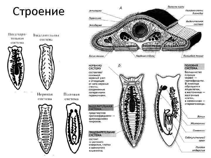 Сравни тип плоские черви с типом кишечнополостных по основным чертам строения приложи текстовый файл