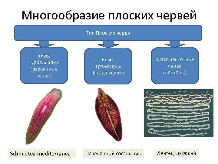 Сравни тип плоские черви с типом кишечнополостных по основным чертам строения приложи текстовый файл