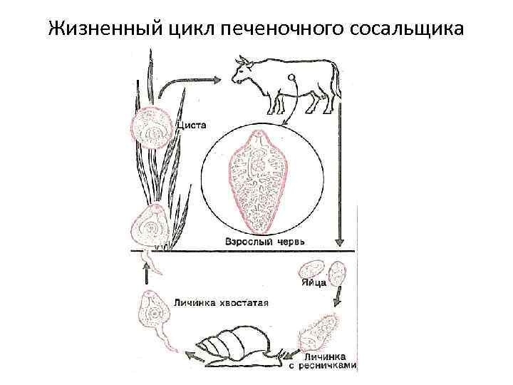 Жизненный цикл печеночного сосальщика 