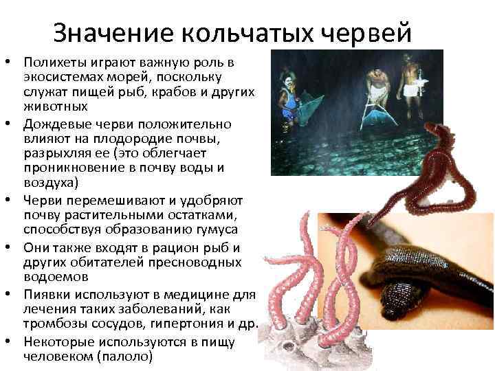 Значение кольчатых червей