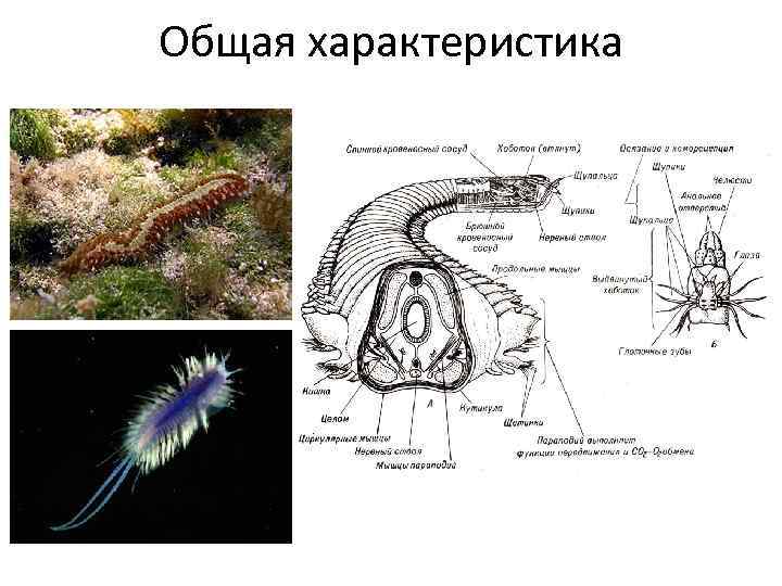 Общая характеристика 