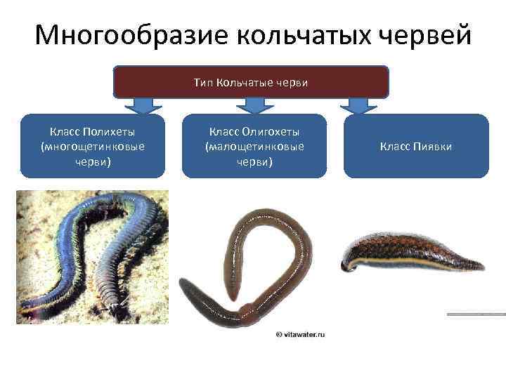 Многообразие кольчатых червей Тип Кольчатые черви Класс Полихеты (многощетинковые черви) Класс Олигохеты (малощетинковые черви)