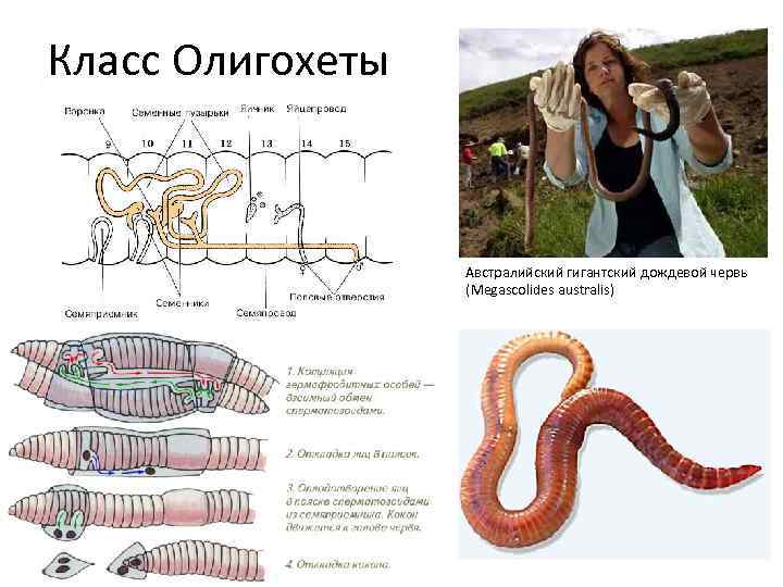 Внутреннее строение малощетинковых червей. Малощетинковые олигохеты строение. Малощетинковые кольчатые черви характеристика. Малощетинковые черви строение. Малощетинковые кольчатые черви строение.