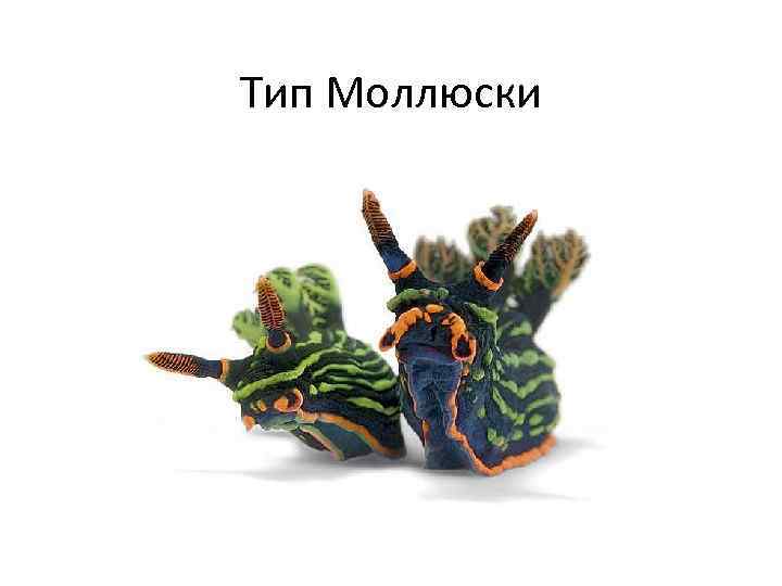 Тип Моллюски 