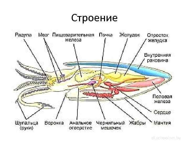 Строение каракатицы. Схема внутреннего строения каракатицы. Головоногие схема строения. Головоногие моллюски строение кальмар. Внутреннее строение каракатицы.