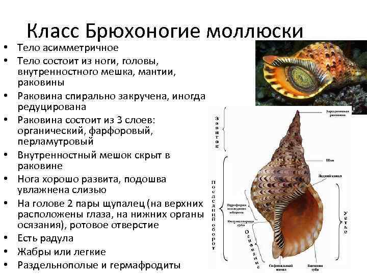 Общая характеристика типа моллюски план ответа