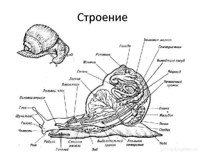 Строение animalkingdom. su 