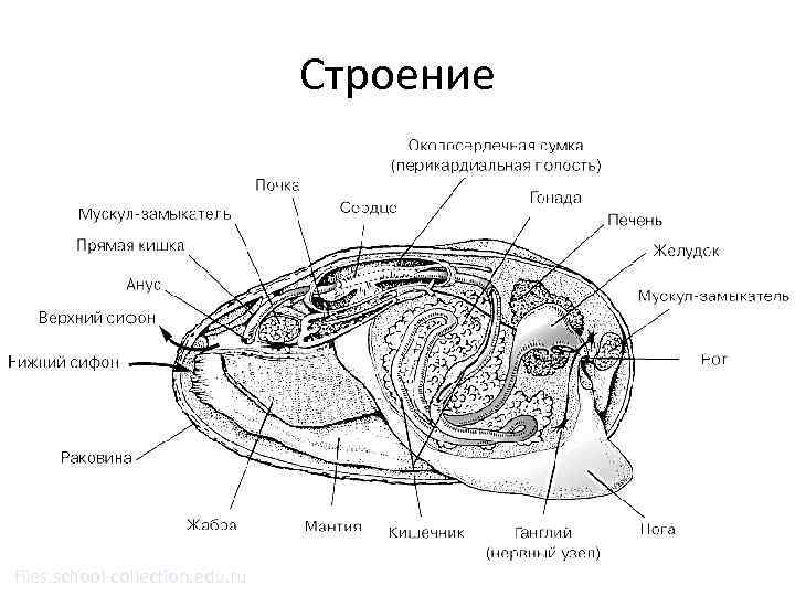 Назовите систему органов моллюска изображенную на рисунке а под 2 номером