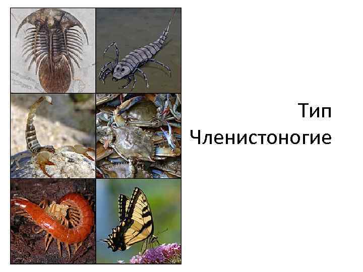 Тип Членистоногие 