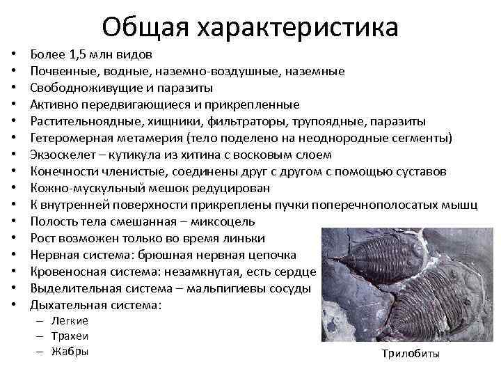 Общая характеристика • • • • Более 1, 5 млн видов Почвенные, водные, наземно-воздушные,