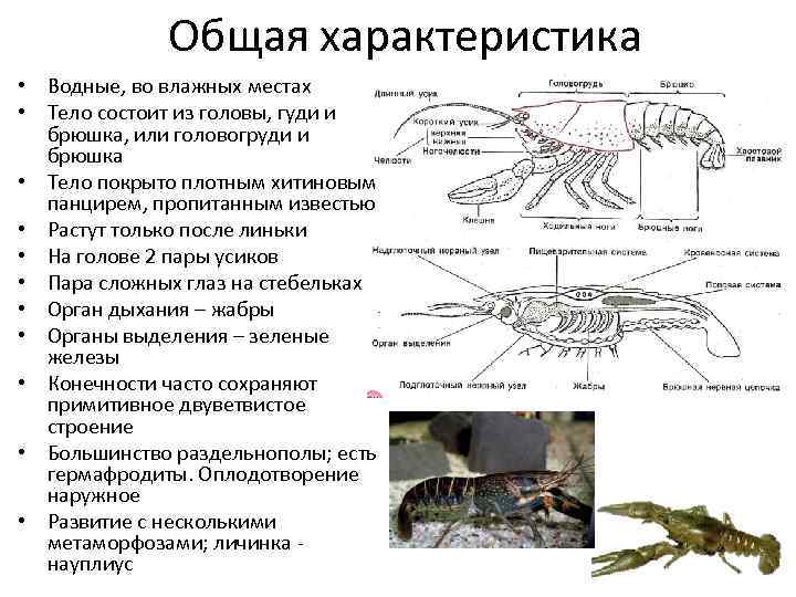 Биология 7 класс тип членистоногие презентация 7 класс