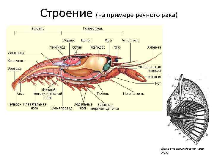 Строение (на примере речного рака) Схема строения фасеточного глаза 