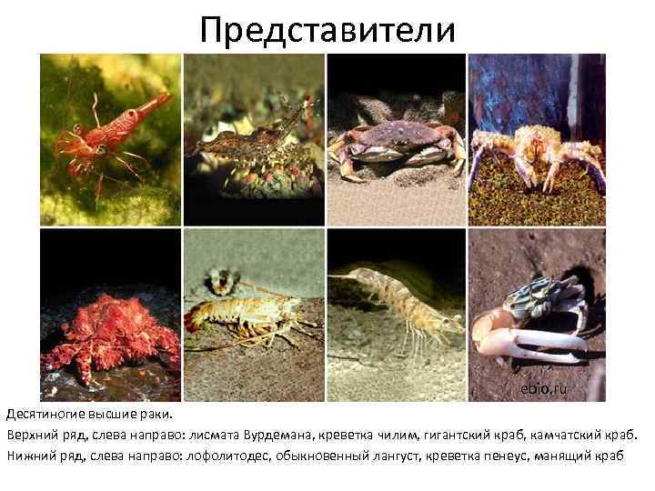 Представители ebio. ru Десятиногие высшие раки. Верхний ряд, слева направо: лисмата Вурдемана, креветка чилим,