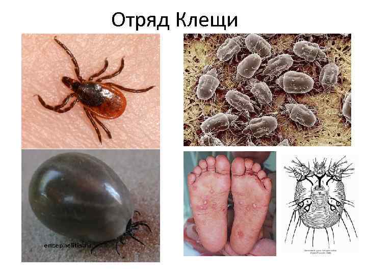 Отряд Клещи 