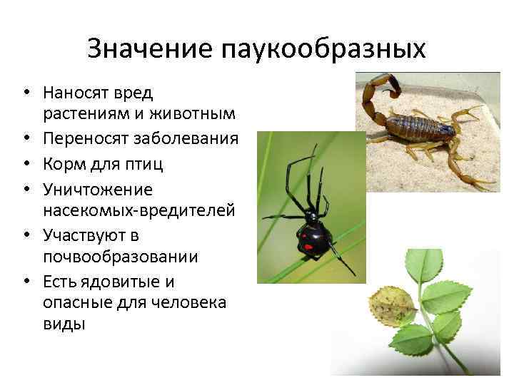 Какие насекомые паукообразные