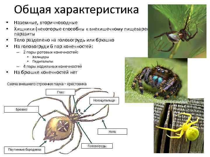 Паукообразные 8 класс биология