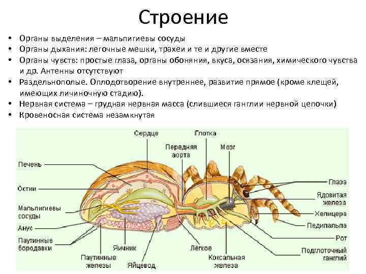 Строение • Органы выделения – мальпигиевы сосуды • Органы дыхания: легочные мешки, трахеи и
