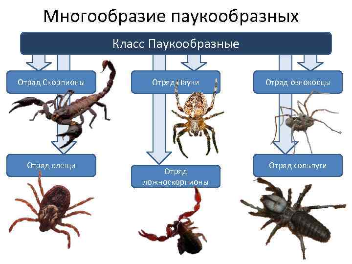 Многообразие паукообразных Класс Паукообразные Отряд Скорпионы Отряд клещи Отряд Пауки Отряд ложноскорпионы Отряд сенокосцы