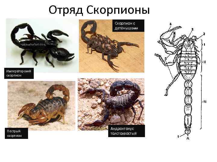 Проект про скорпионов