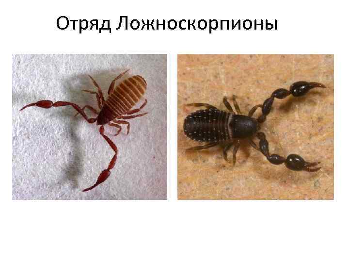 Отряд Ложноскорпионы 