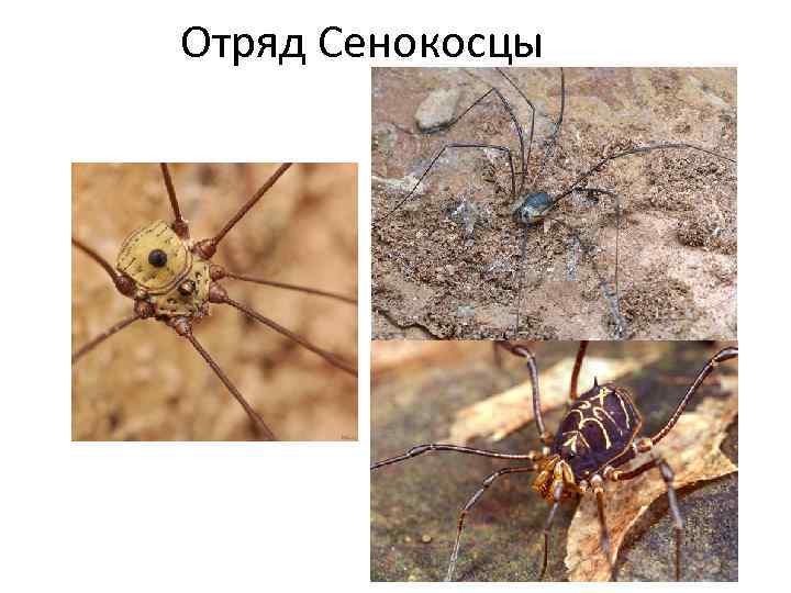 Отряд Сенокосцы ryadom-s-nami. ru 