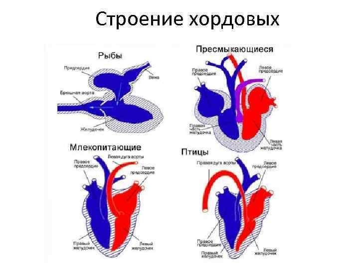 Строение хордовых 
