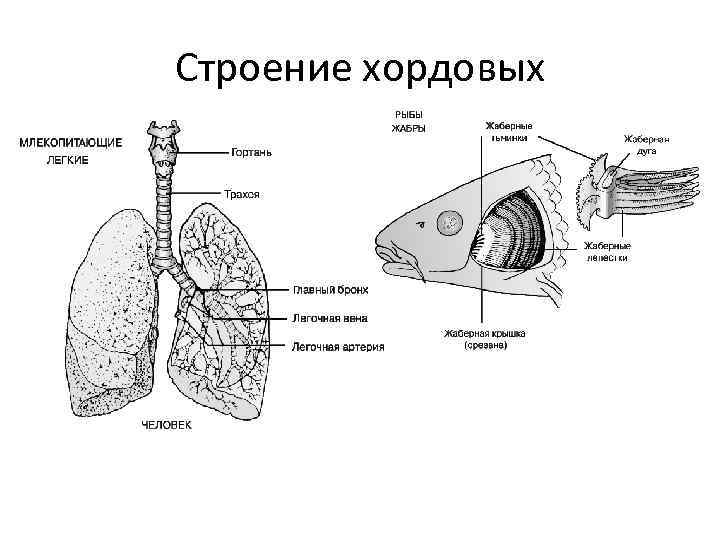 Строение хордовых 