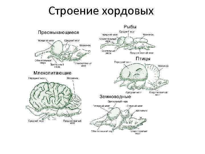 Строение хордовых 