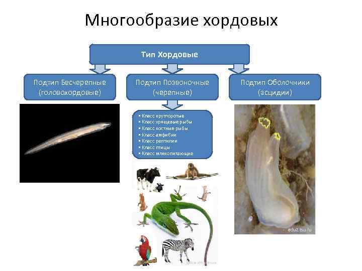 Общие признаки хордовых животных