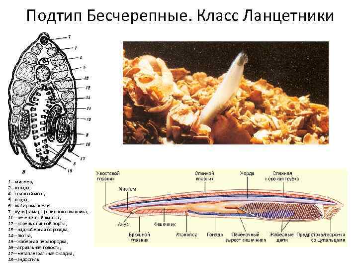 Атриальная полость