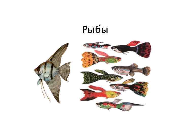 Рыбы 