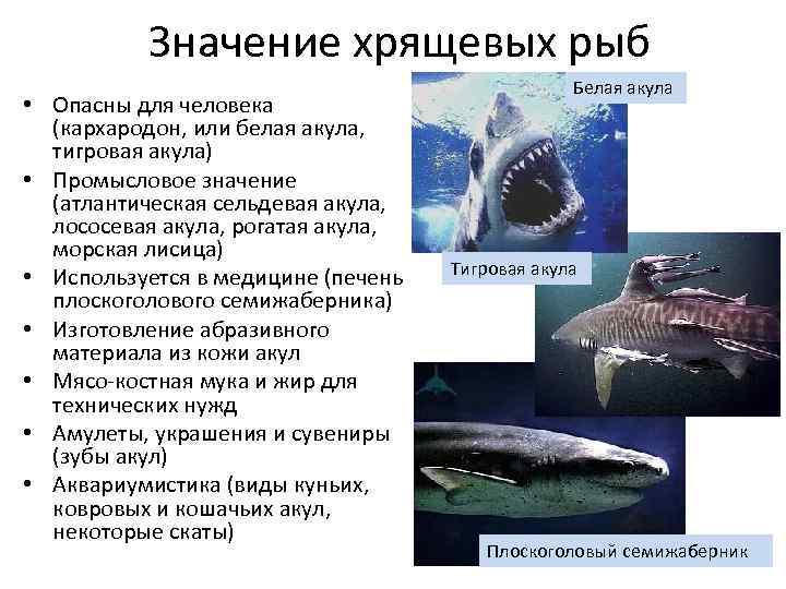 Значение хрящевых рыб • Опасны для человека (кархародон, или белая акула, тигровая акула) •