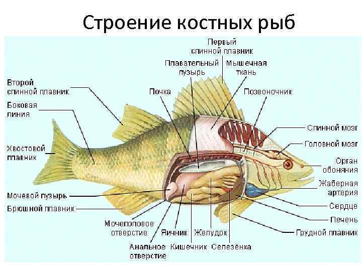 Строение костных рыб 