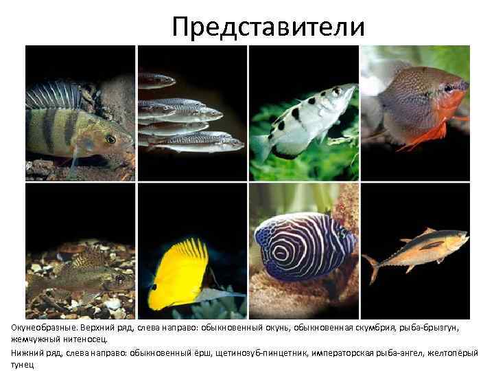 Представители Окунеобразные. Верхний ряд, слева направо: обыкновенный окунь, обыкновенная скумбрия, рыба-брызгун, жемчужный нитеносец. Нижний