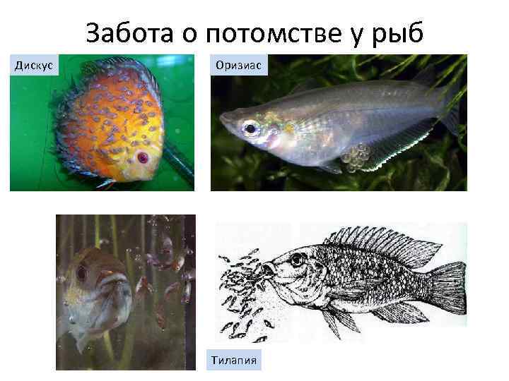 Забота о потомстве у рыб Дискус Оризиас Тилапия 